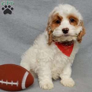 Teddy, Cockapoo Puppy